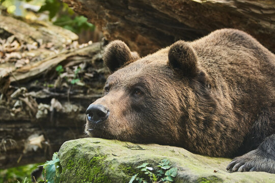 Brown Bear relaxing and laying on rock. Closeup of Bear head and face. Cute Brown bear