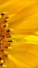Sunflower detail, abstract design