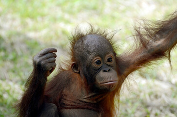 オランウータン