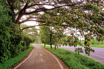 Bike lane beside forest, Sport background