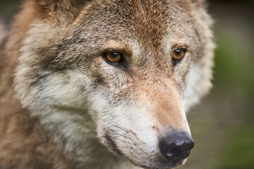 Closeup or Grey Wolf. Beautiful Wild Wolf in Wilderness