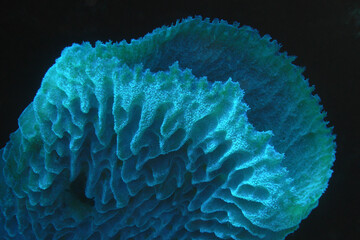Coral in Florescent Blue 