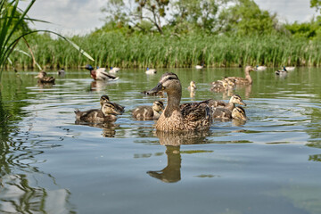 Mother duck with ducklings swimming on lake surface. Wild animals in a pond. - Powered by Adobe