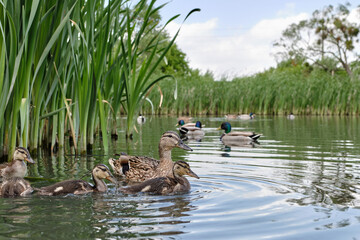 Mother duck with ducklings swimming on lake surface. Wild animals in a pond. - Powered by Adobe