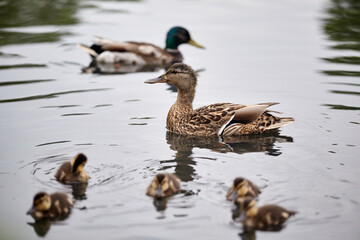 Fototapeta premium Mother duck swimming with newly hatched baby ducks. Duck on the water.