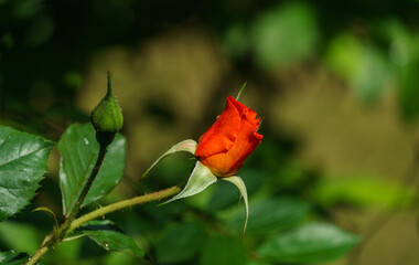 Close-up bright orange beautiful rose Westerland with green leaves background against sunlight. Lyric motif for design. Flower rose landscape, fresh wallpaper, nature background concept