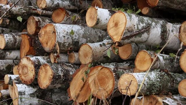 A pile of birch firewood lies on the grass. Chopped firewood stacked in a pile. Pile of logs for fireplace.