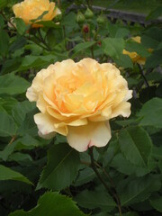 żółta róża wśród liści