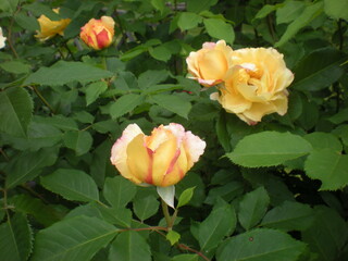 Fototapeta herbaciane  róże wśród liści obraz