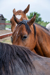 portrait of a horse