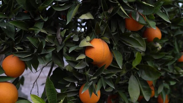 Orange fruit trees in farm, Adana, Turkey