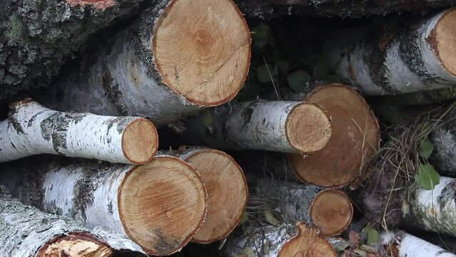 A pile of birch firewood lies on the grass. Chopped firewood stacked in a pile. Pile of logs for fireplace.