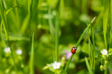 Ladybug on green grass