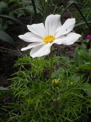 duży biały kwiat z ogrodu w zbliżeniu