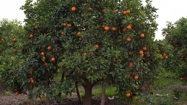 Orange fruit trees in farm, Adana, Turkey