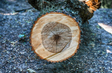 cutaway tree , wood texture