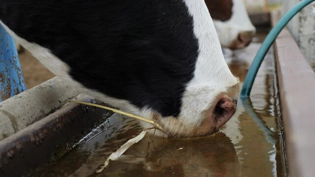 Close-up of cow drinking water from a trough at an animal farm in close-up