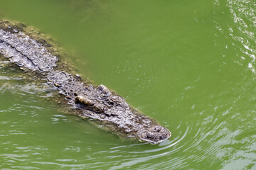 Close up big head crocodile is show head in river