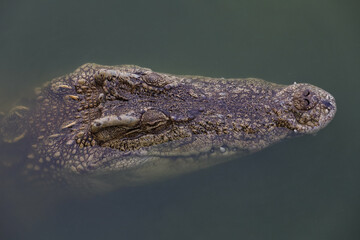 Close up big head crocodile is show head in river