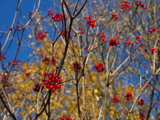 Autumn landscape. Silhouette of a tree with bright red clusters of berries against the background of yellow leaves and a blue sky. Leningrad region, Russia.