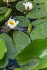 Water lilies in bloom in garden in spring.