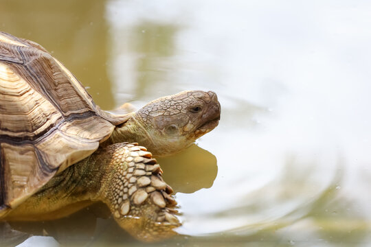 Close up head the big Sulcata tortoise in mini pool