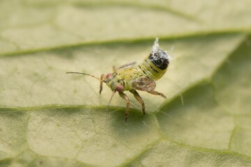 little green nymph of Hoppers with red eyes