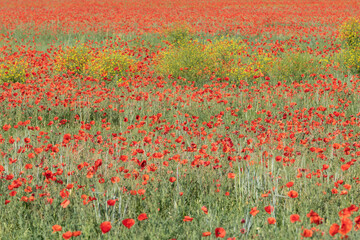 Fields filled with poppies in spring in plain.