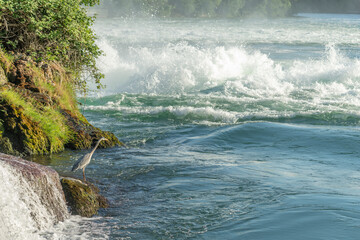 Grey heron (ardea cinerea) at water's edge in front of Rhine Falls waterfall.