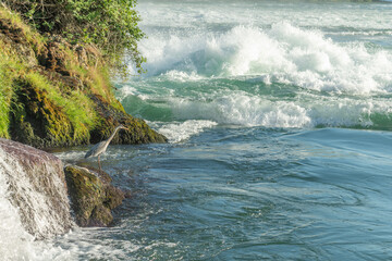 Grey heron (ardea cinerea) at water's edge in front of Rhine Falls waterfall.