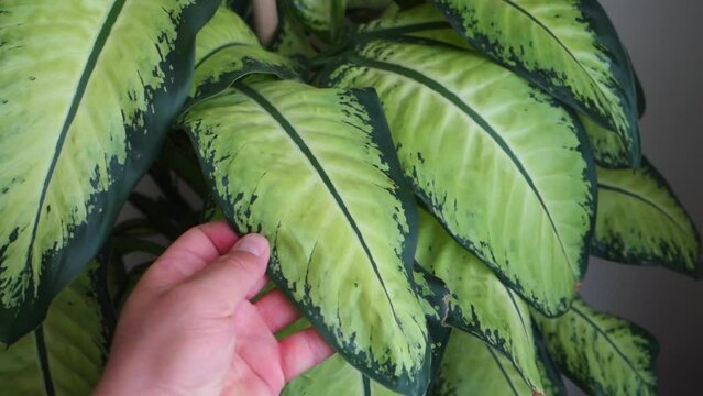 dumb cane flower, difenbahya, home difenbahya flower, large-leaved ornamental plants,