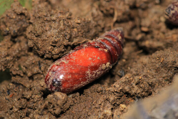 natural brown chrysalis insect macro