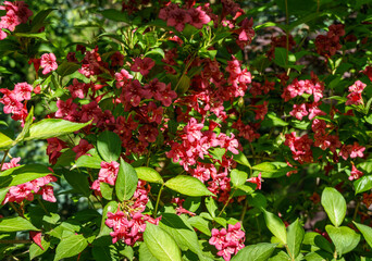 Flowering Weigela Bristol Ruby. Selective focus and close-up of beautiful bright pink weigela flowers against evergreen in ornamental garden. Flower landscape for nature wallpaper.