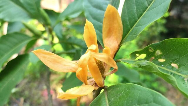 Magnolia champaca, known in English as champak, is a large evergreen tree in the family Magnoliaceae. It was previously classified as Michelia champaca. It is known for its fragrant flowers