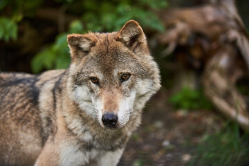 European Wolf closeup of face. Beautiful wild animal.