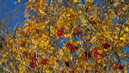Autumn landscape. Silhouette of a tree with bright red clusters of berries against the background of yellow leaves and a blue sky. Leningrad region, Russia.