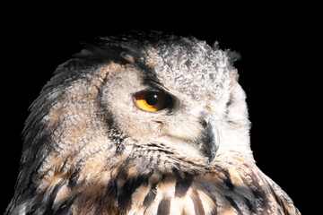 Owl On A Black Background