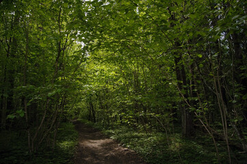 Fototapeta na wymiar Forest path with deep foliage woods around