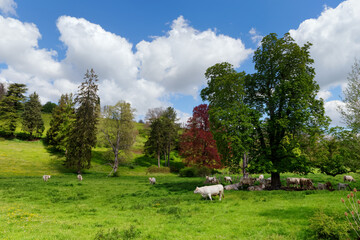 Obraz premium Cattle and pasture in Normandy region