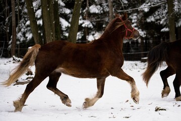 Welsh cob mare