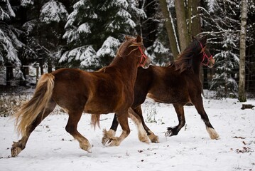 Welsh cob mare