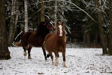 Welsh cob mare