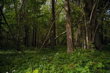 Wild forest with fallen trees