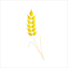 Ear of wheat on a white background.