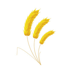 Three ears of wheat on a white background.
