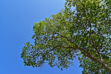 Tree branches and blue sky