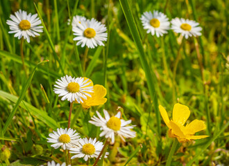 Chamomille flowers grow at wild summer meadow. White chamomile flowers in the field.