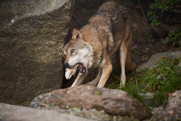 European Wolf eating white rat in Zoo. Feeding time in Zoo. Wild Animal