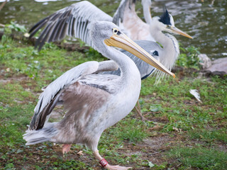 Fototapeta na wymiar Pelican on the water. White gray plumage, large beak, at a large sea bird. Animal