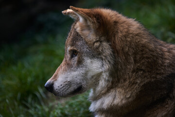 Grey Wolf closeup view in forest. Wild Animal in the woods.